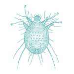 Disionfestazione acaro della scabbia provincia roma