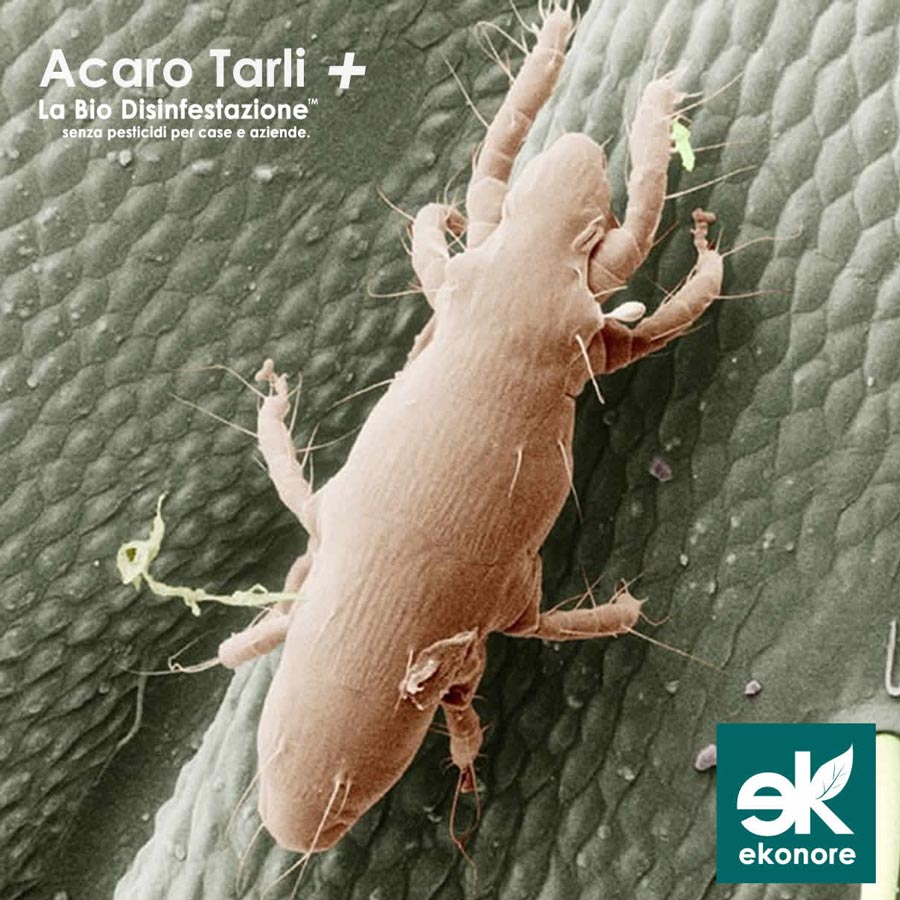 Disinfestazione acari dei tarli a torino senza pesticidi