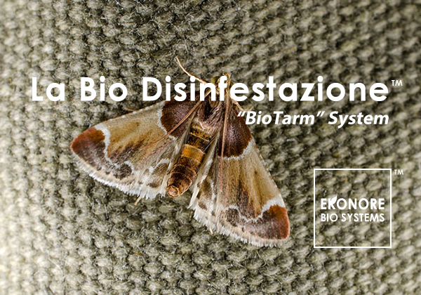 Disinfestazione Tarme a Roma azienda specializzata