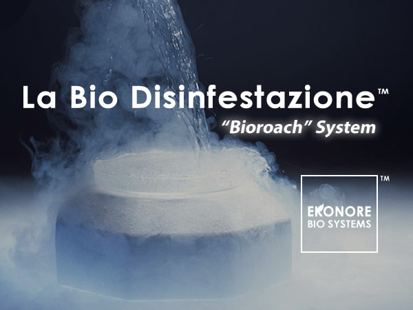 Disinfestazione blatte scarafaggi a roma