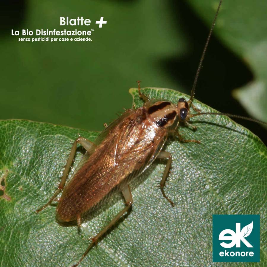 Azienda Disinfestazioni Blatte Scarafaggi roma