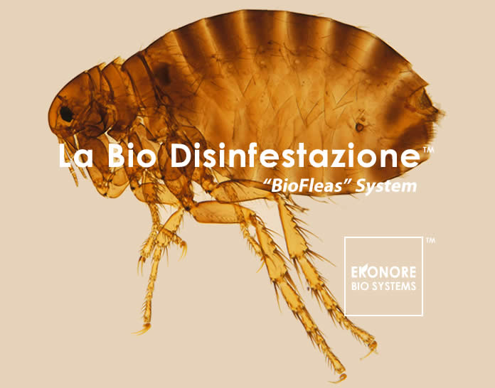 Disinfestazione pulci a roma azienda ecologica