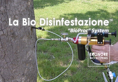 Disinfestazione processionarie roma