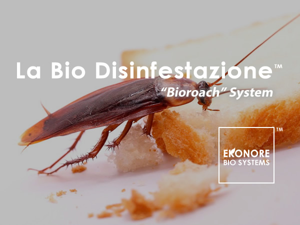 Disinfestazioni Blatte a roma Azienda Specializzata senza Pesticidi