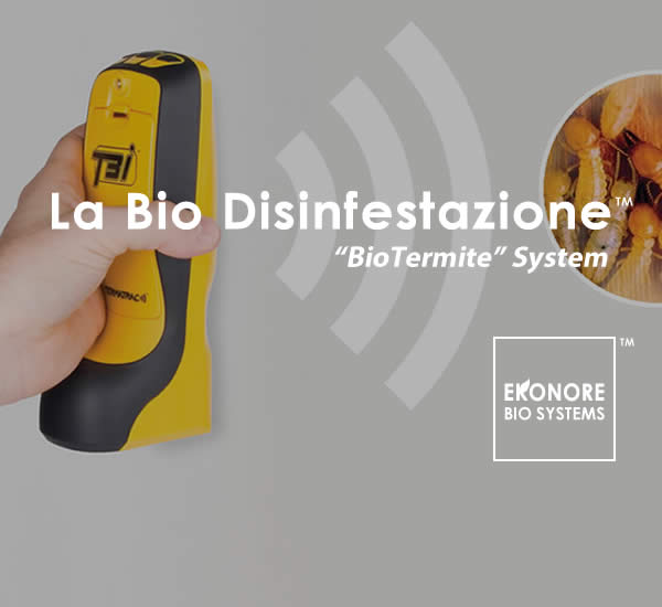 Disinfestazione termiti a Roma Disinfestazione termiti a Roma