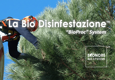 Azienda disinfestazione processionarie roma