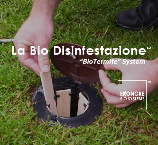 Azienda disinfestazione Roma Azienda disinfestazione Roma