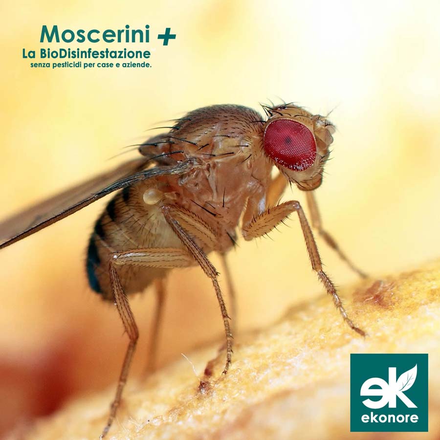 Disinfestazione moscerini Roma