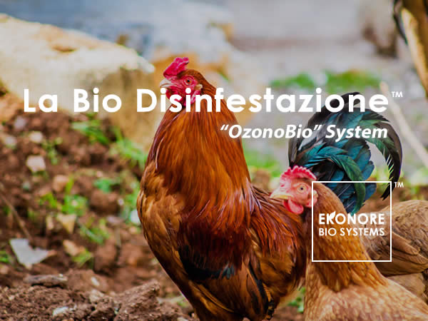 Disinfestazione acaro rosso del pollo a Roma
