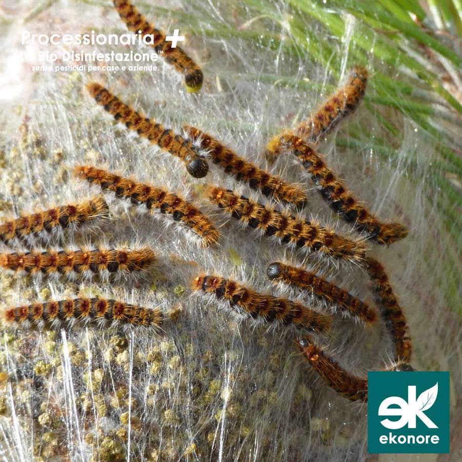 Azienza di disinfestazione processionaria a roma e provincia
