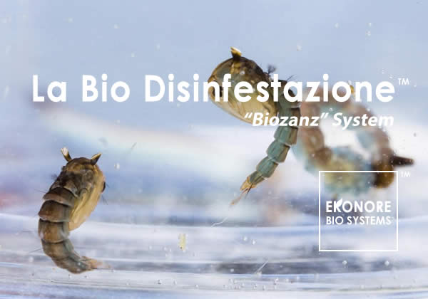 Disinfestazione Zanzare a roma Azienda specializzata Disinfestazione Zanzare a roma Azienda specializzata