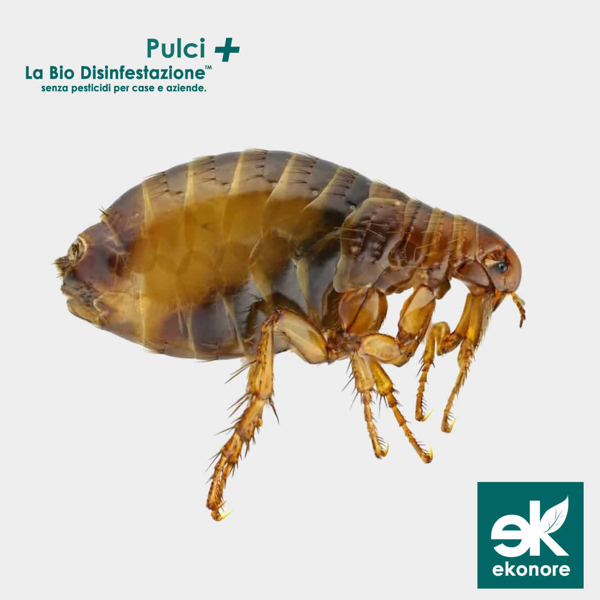 Azienda disinfestazioni Pulci a Roma