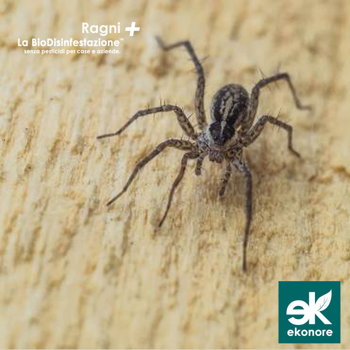 Disinfestazione Ragni a Roma azienda senza pesticidi