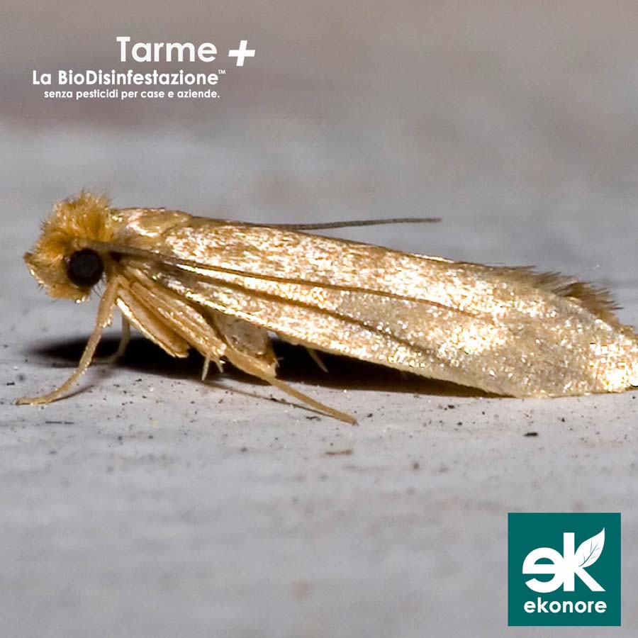 Disinfestazione Tarme a Roma