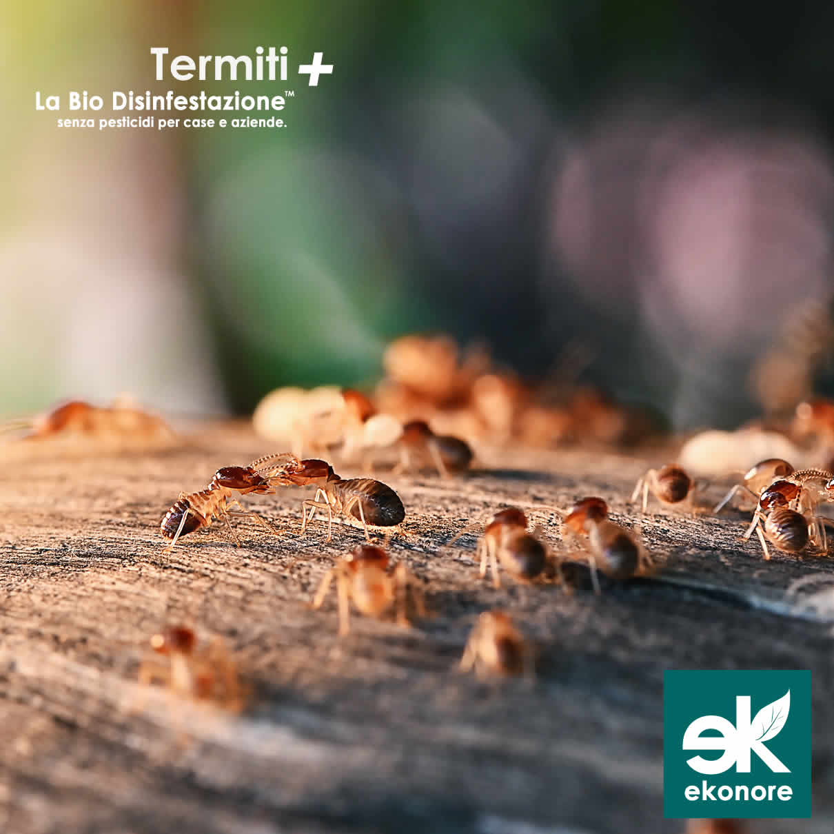 Disinfestazione Termiti Roma Azienda specializzata Disinfestazione Termiti Roma