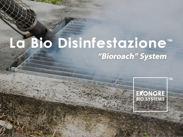 Disinfestazione blatte scarafaggi roma