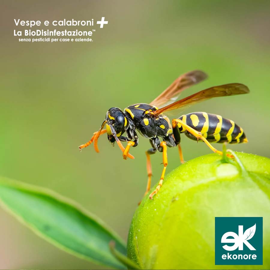 Disinfestazione Vespe Calabroni Roma Azienda Disinfestazione Vespe Calabroni Roma Azienda