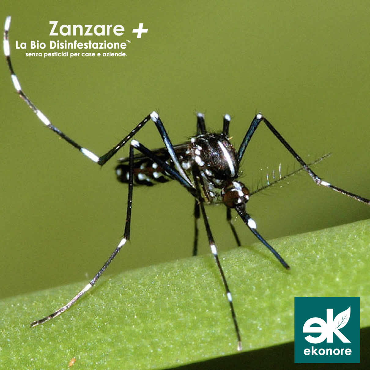 Azienda disinfestazioni zanzare provincia di roma Azienda disinfestazioni zanzare provincia di roma