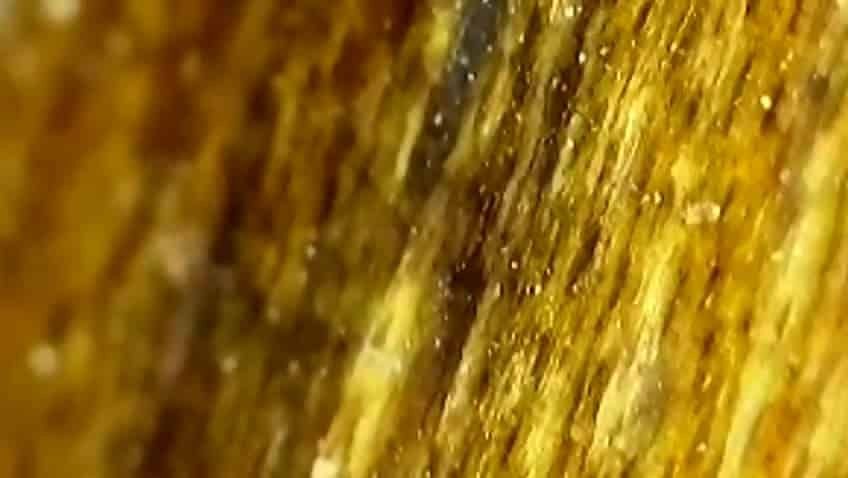 Disinfestazione acari dei tarli – Conferma