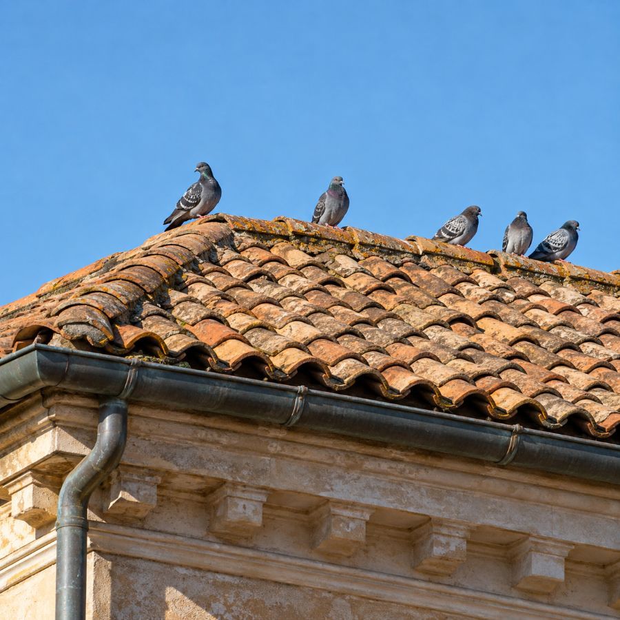 Nidi sul tetto o nel sottotetto