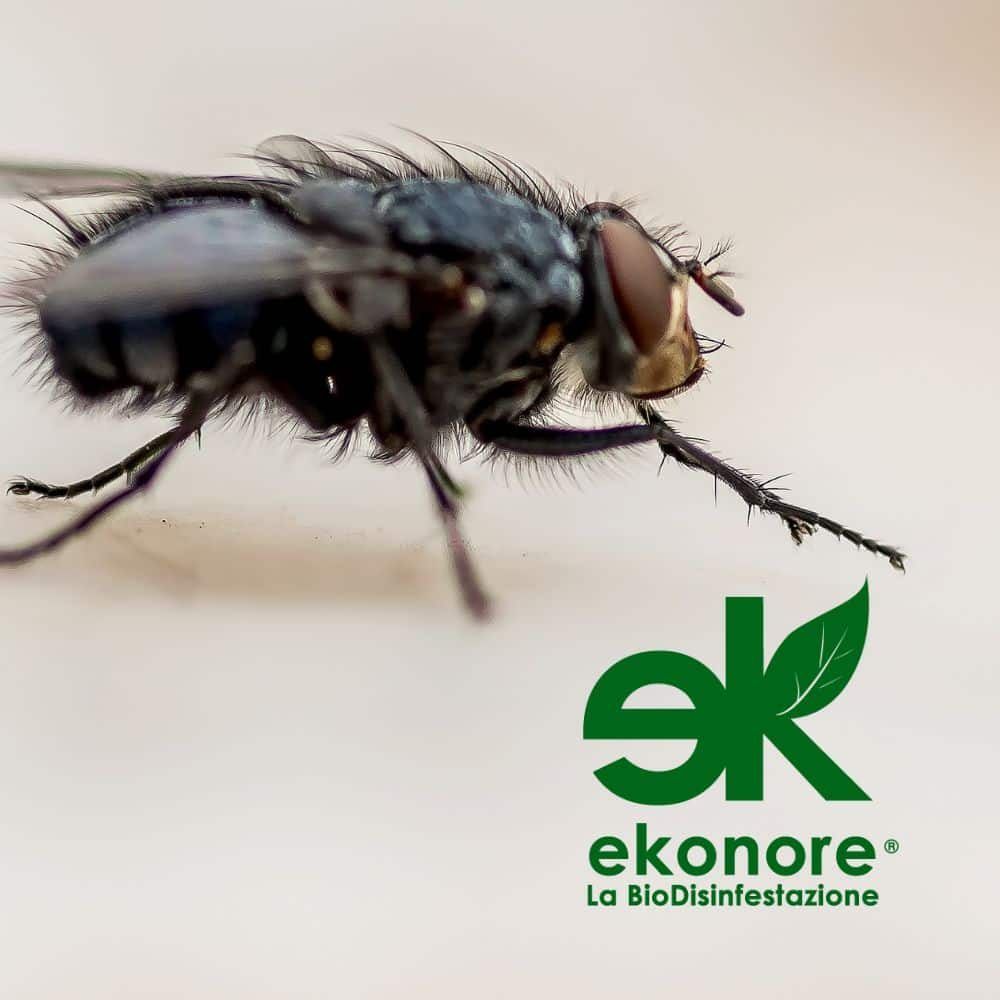 Mosca domestica da vicino
