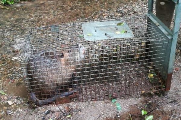 Cattura professionale – controllo nutrie senza pesticidi