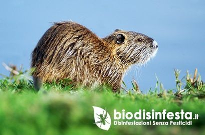 Nutria lungo un canale