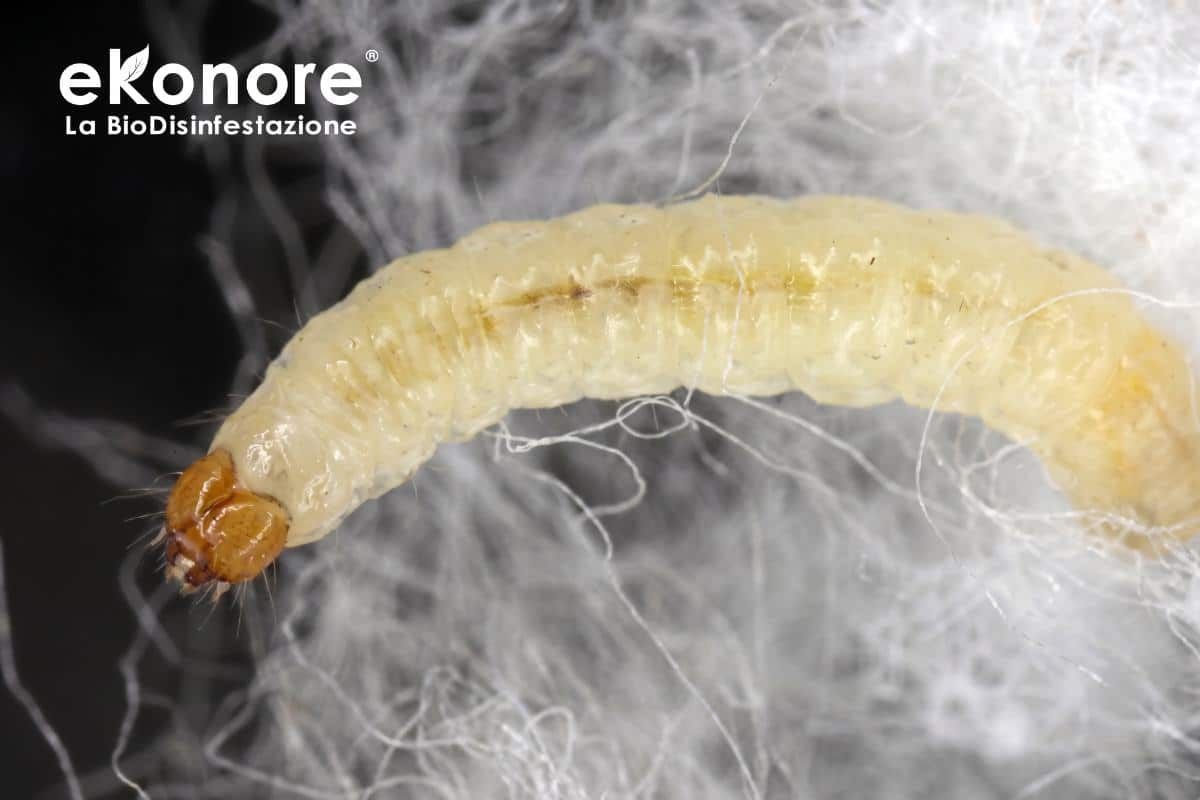 Larva di tarma tra le fibre