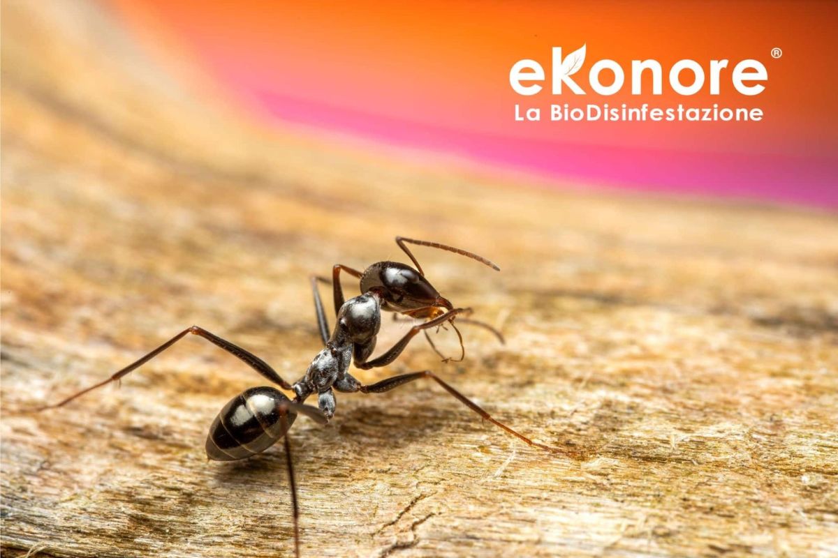 Formica carpentiere