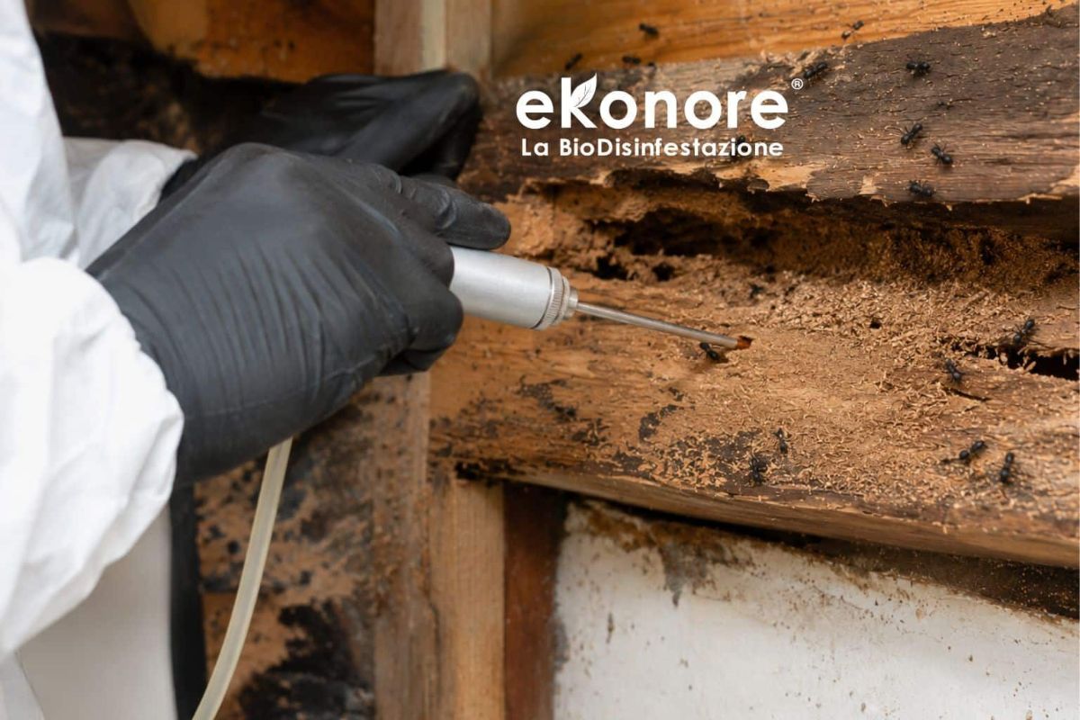 Disinfestazione formiche – Repellente