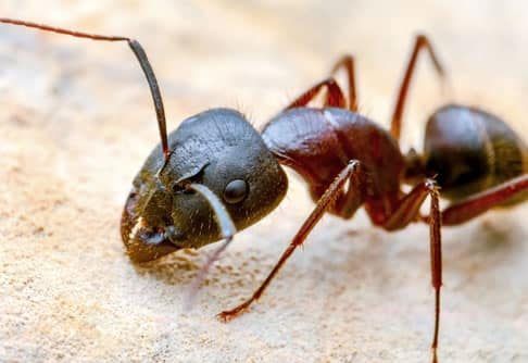 Formica nera domestica