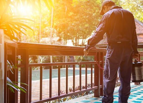 Casa e terrazzo: niente più file di formiche, senza spruzzare veleni vicino al cibo