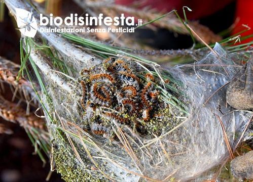 Disinfestazione processionaria – Controlli