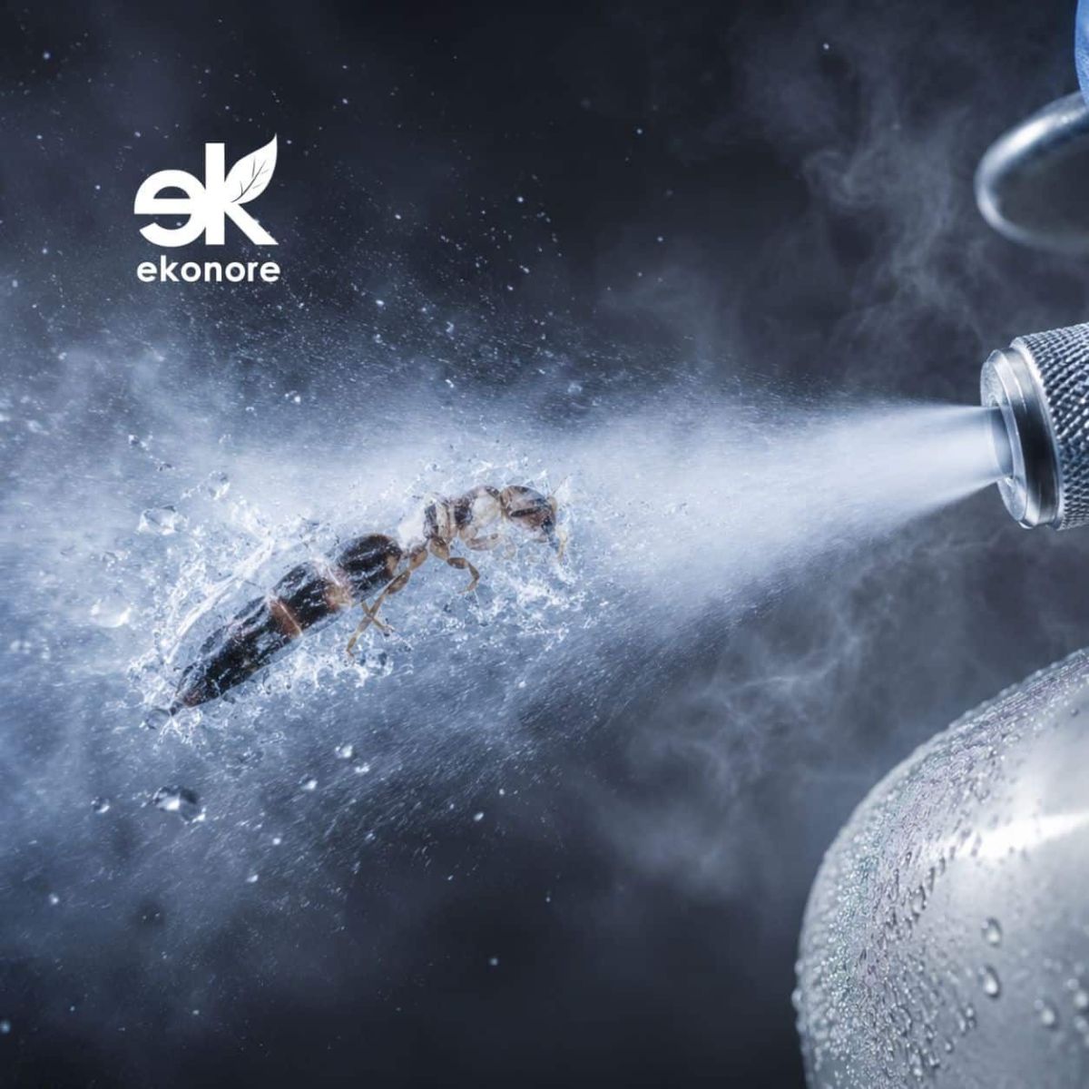 Disinfestazione pulci – Azoto liquido