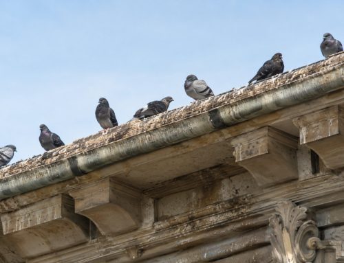 Guano dei piccioni su tetti e grondaie: danni, rischi e come fermarli