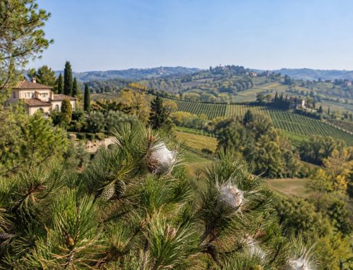 Processionaria nei pini di Asti e del Monferrato: cosa fare e quando