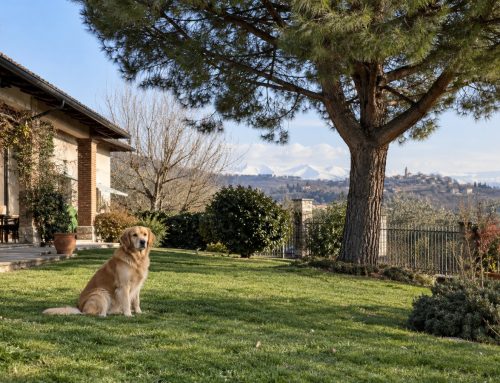 Processionaria e cani: perché è pericolosa e cosa fare