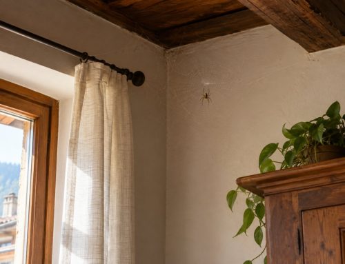 Ragni in casa a Torino: perché arrivano e come allontanarli