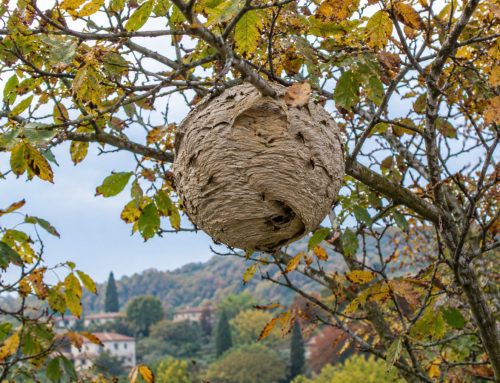 Calabrone asiatico: come riconoscerlo e cosa fare se trovi un nido