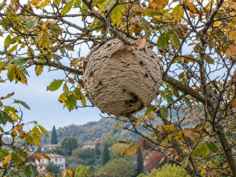 Grande nido di calabroni appeso tra i rami di un albero in un giardino piemontese