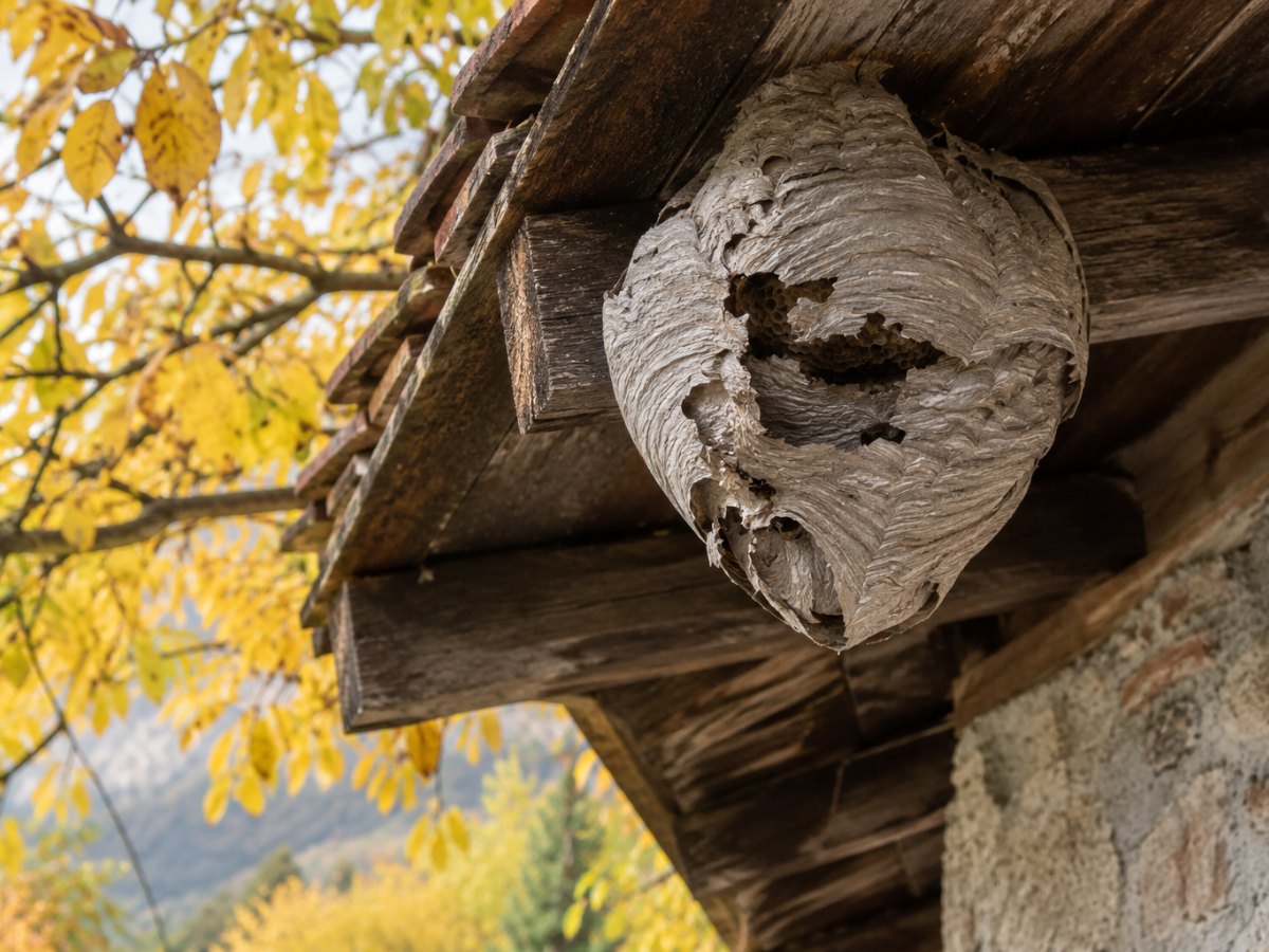 Vecchio nido di vespe grigio sotto la tettoia di una casa piemontese in autunno Vecchio nido di vespe grigio sotto la tettoia di una casa piemontese in autunno