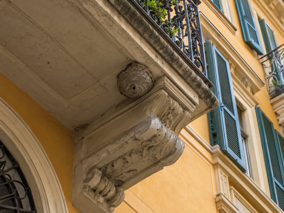 Nido di vespe sotto il balcone di un palazzo storico di Torino