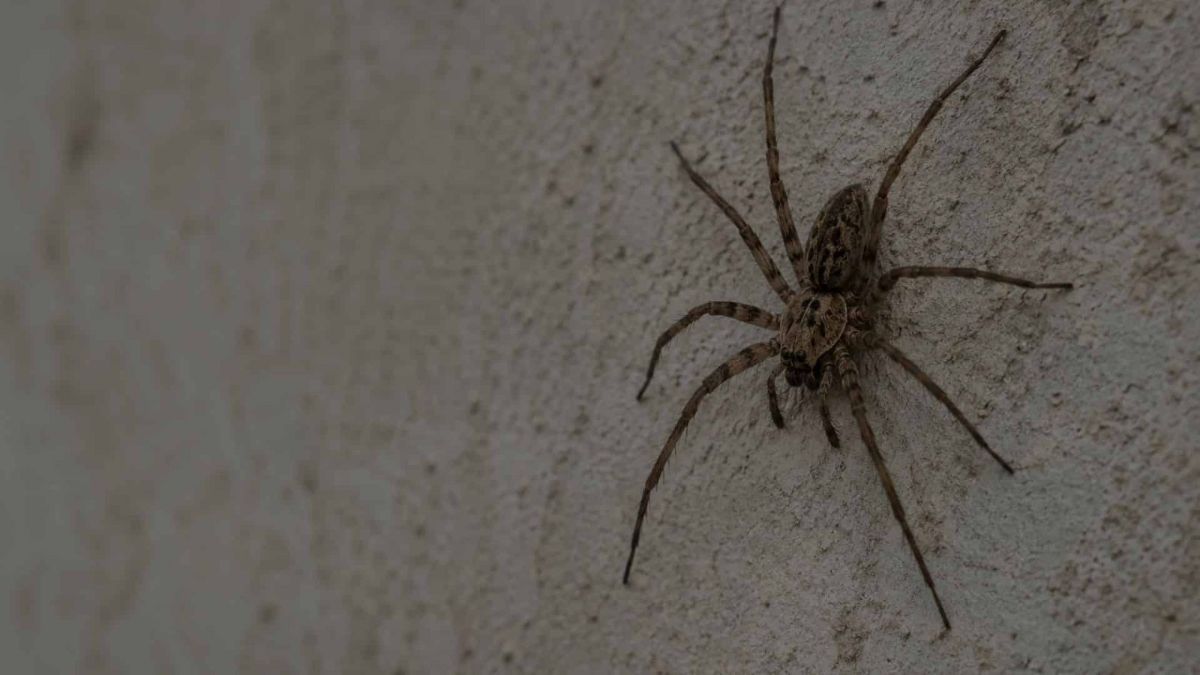 Ragno su un muro di casa
