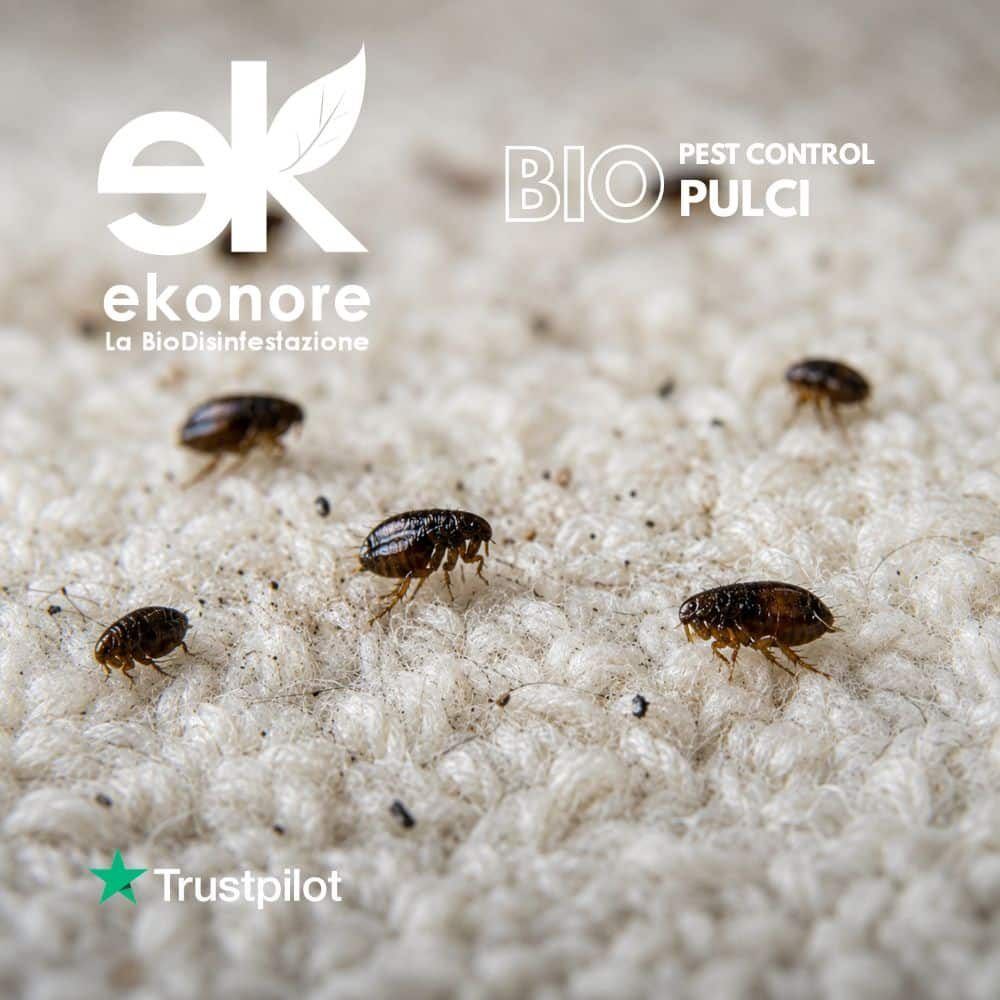 Disinfestazione pulci – Focolai