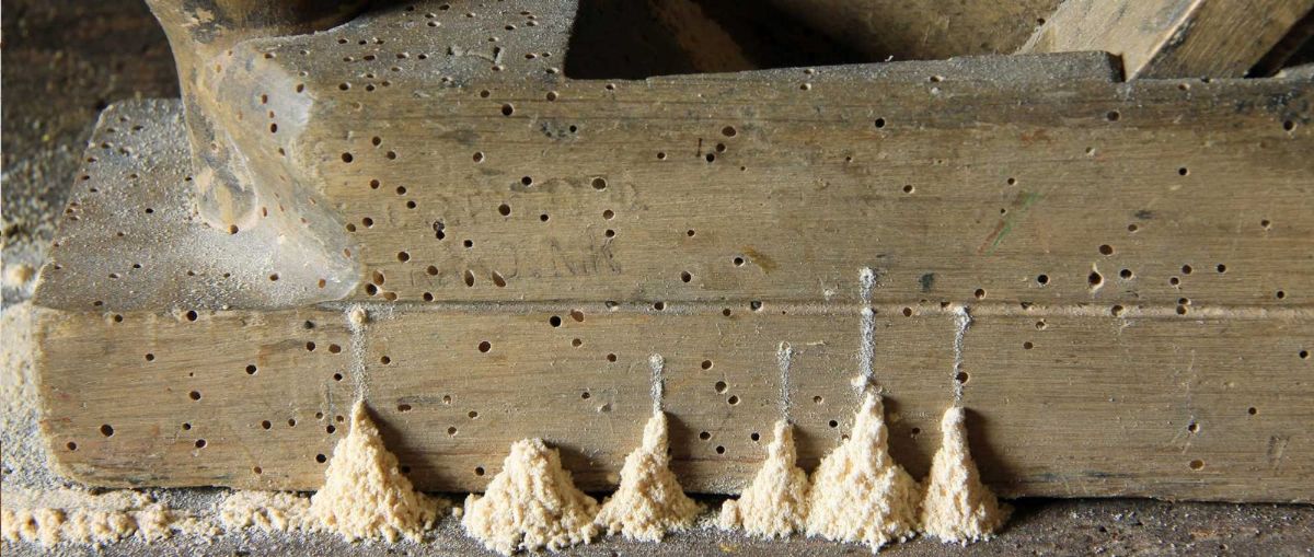 Legno con polverina