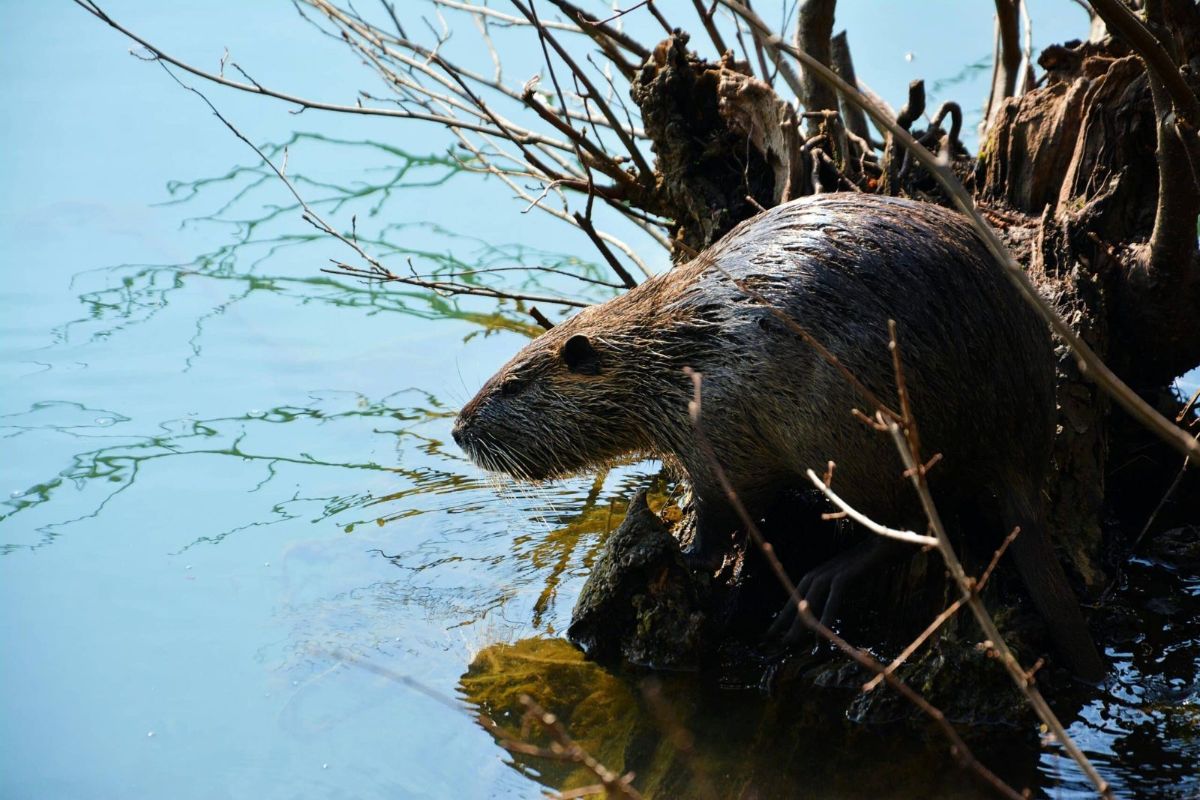 Animali avvistati
