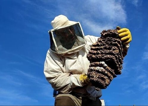Tute e attrezzature protettive – disinfestazione vespe e calabroni senza pesticidi