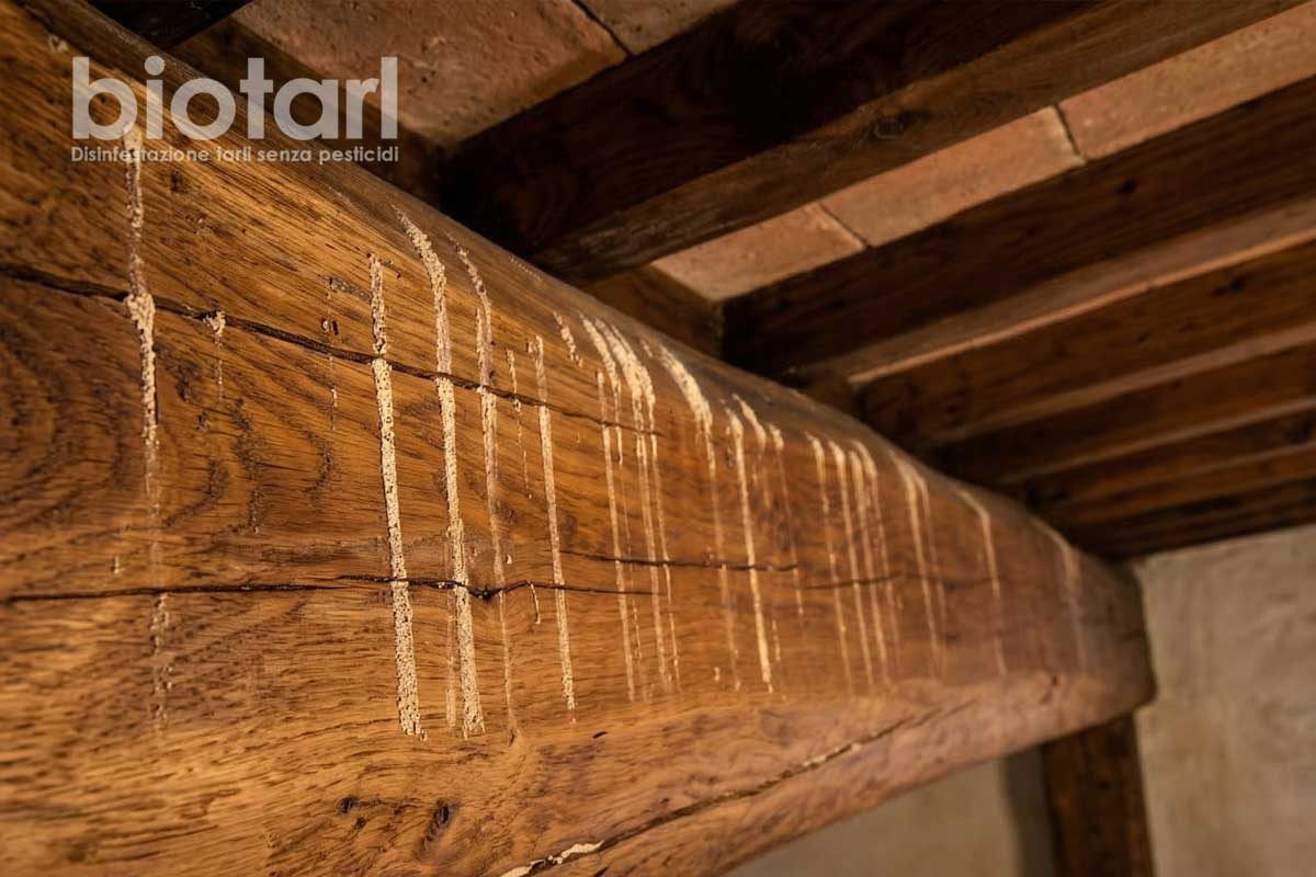 Polverina sotto il legno