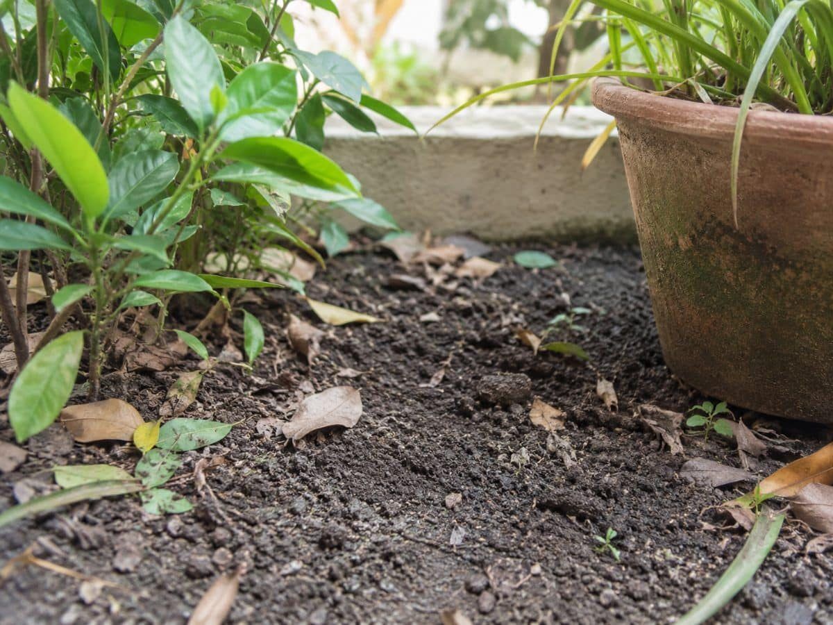 Prodotti non tossici in giardino – disinfestazione formiche senza pesticidi