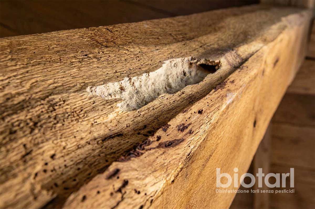 Travi e soffitti – disinfestazione tarli del legno in Piemonte